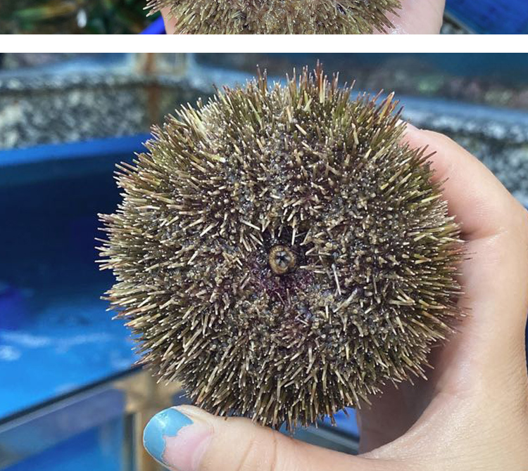 乐食港 【活鲜】 鲜活大连黄海胆 紫胆 马胆 海鲜水产海胆 活黄胆2.