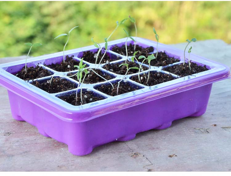 218多肉叶插育苗盆三件套植物培养播种盒保湿温育苗盘塑料育苗箱 12孔