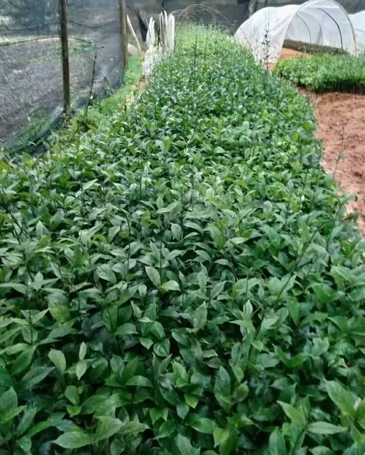 巴戟种苗巴戟秧苗高要良种巴戟天种苗鸡肠风苗子藤苗 巴戟苗3棵一份