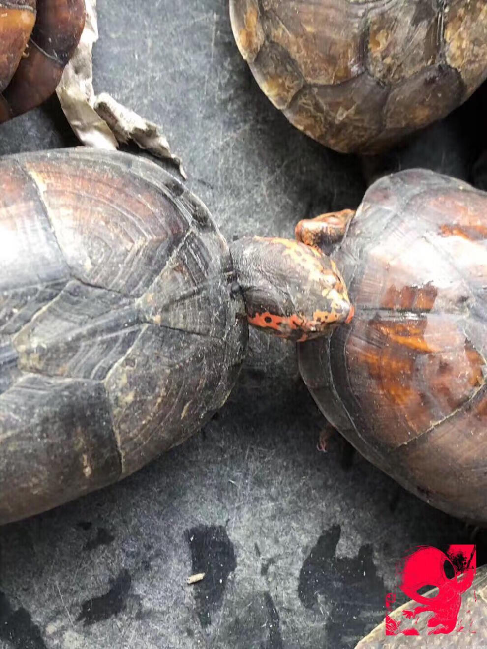 小种进口红面蛋龟苗窄桥头盔墨西哥白唇剃刀黄泽巨头发色粮采缇 进口