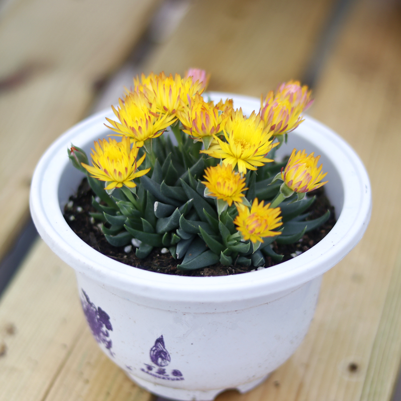 采缇 黄花照波 会开花的多肉植物 红花奔龙群生老桩花卉盆栽 奇趣植物