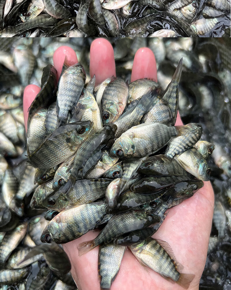 单性罗非鱼苗活鱼苗淡水养殖食用特大号非洲鲫鱼苗脆肉活体小鱼苗