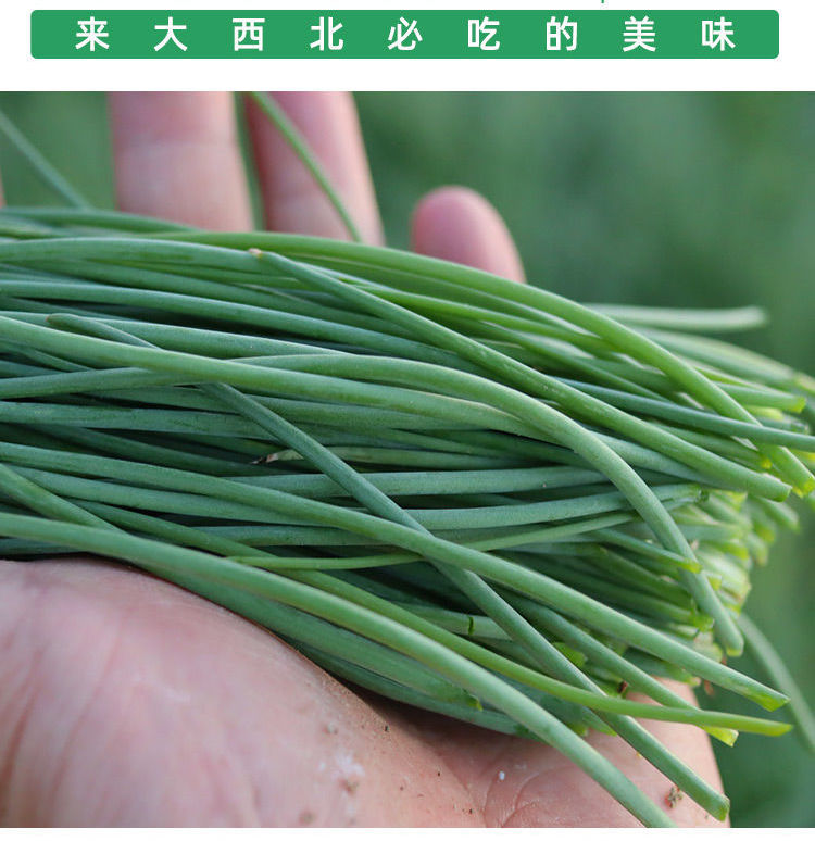 朵蕙 甘肃特产沙葱新鲜蔬菜韭菜农家时蔬民勤沙葱下饭菜华海春 鲜嫩