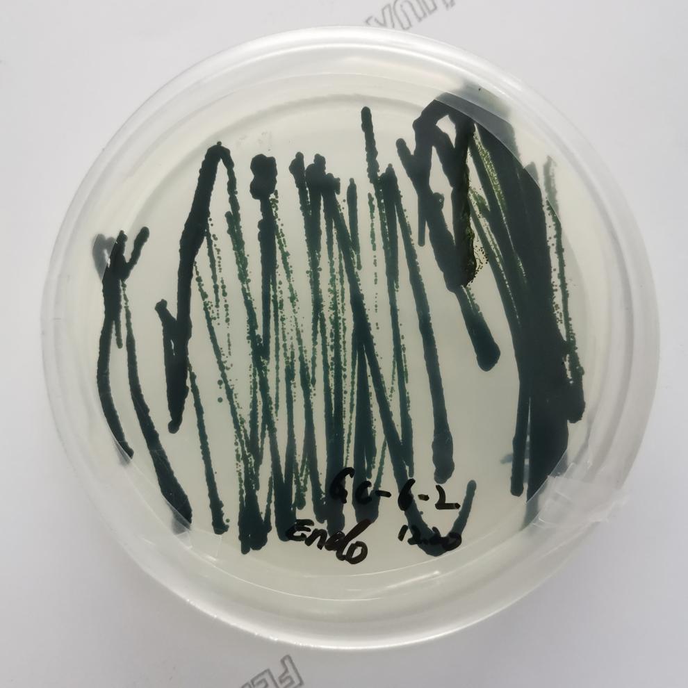 小球藻藻种水产养殖肥水培藻肥水藻海水小球藻培养基定制淡水藻原液1