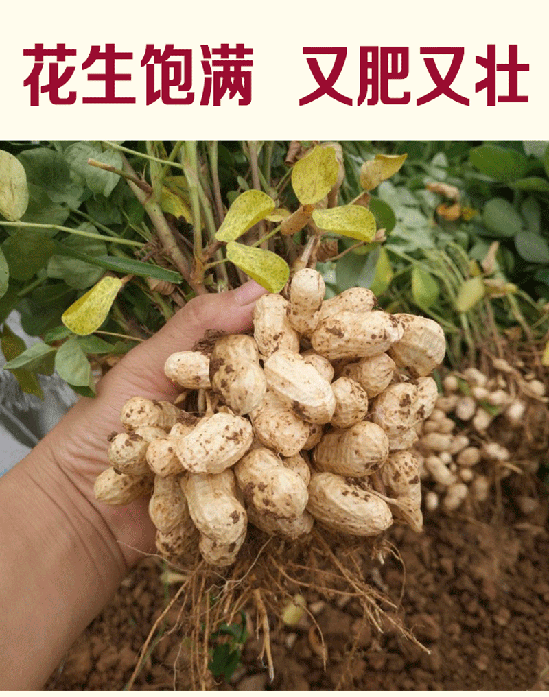20年新晒粉皮干花生带壳生花生米农家自种新鲜原味白沙果特级5斤带壳
