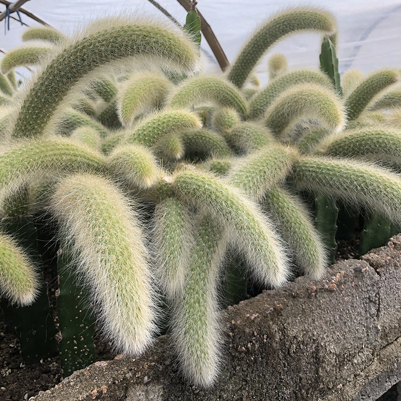 九尾狐多肉猴尾柱软毛猴尾巴九尾狐多肉植物正长毛稀有品种 c7 补运费