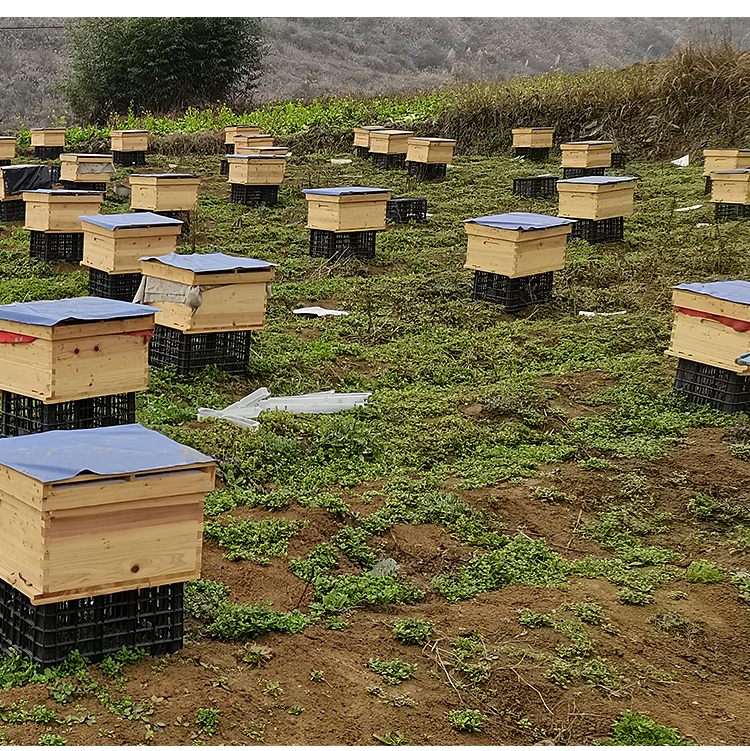 vakada蜜蜂蜂群中蜂活群带王带子脾出售整箱土蜂蜂子蛋群活体2脾带王