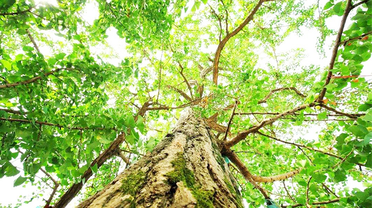 菜墩子银杏木砧板邳州银杏木菜板砧板整木白果木菜板带皮加大尺寸实木