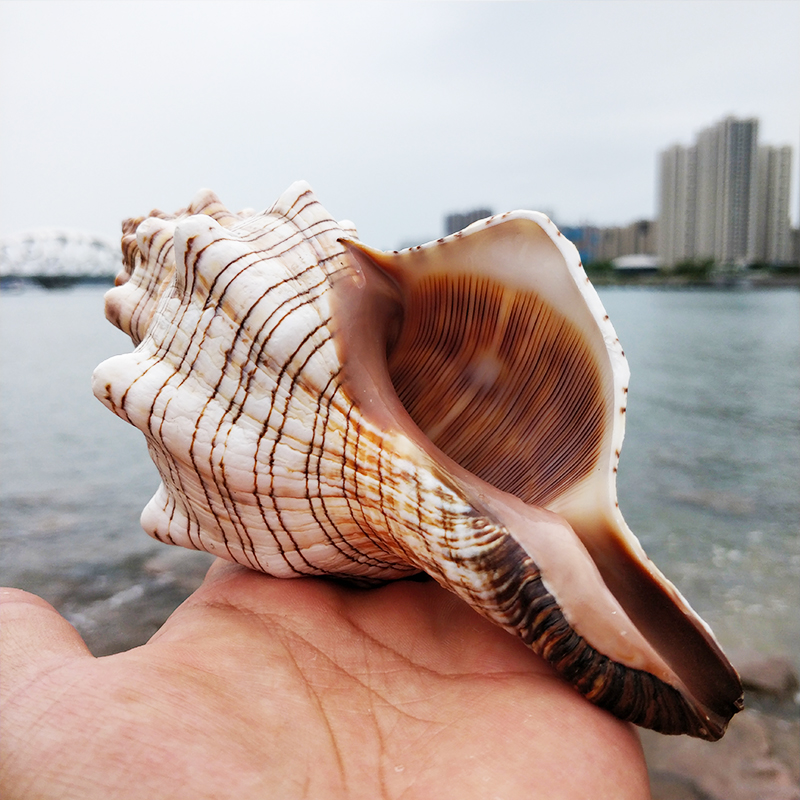 大赤旋螺羊角螺听海声天然海螺 贝壳鱼缸造景水族箱装饰摆件 13-15