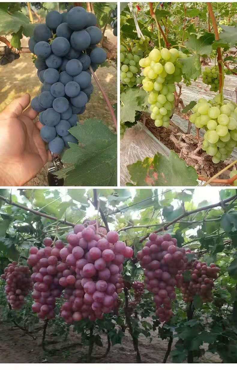 走精品化高端化道路地产葡萄月底会集上市