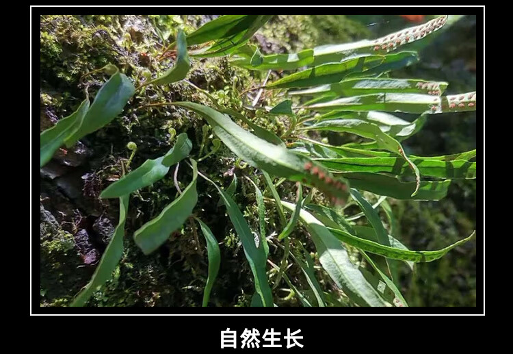 长白山肾精茶肾精草肾精草茶东北草石韦草石苇草250g新货 500克【图片