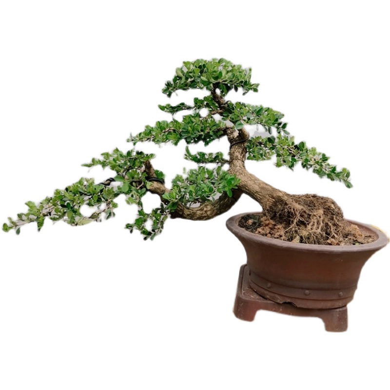 黄杨盆景临水式黄杨瓜子黄杨悬崖造型黄杨安图发货老桩黄杨盆景 绿色