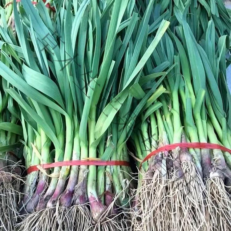 农村土蒜安徽正宗大蒜苗新鲜蔬菜露天农家自种红皮蒜苗青蒜苗9斤