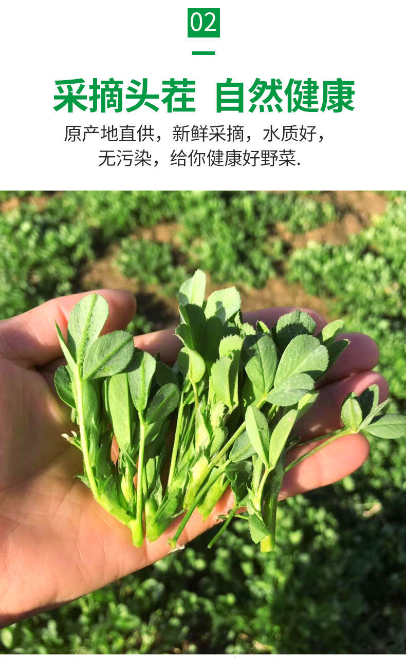苜蓿菜新鲜现摘露天头茬草头农家当季食用蔬菜现摘草头苜蓿芽高原2斤