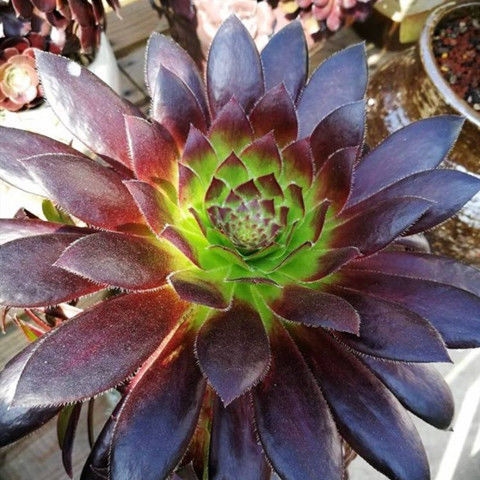 黑法师多肉植物大黑铜壶法师老桩多头组合绿植盆栽圆叶法师8头庄高28