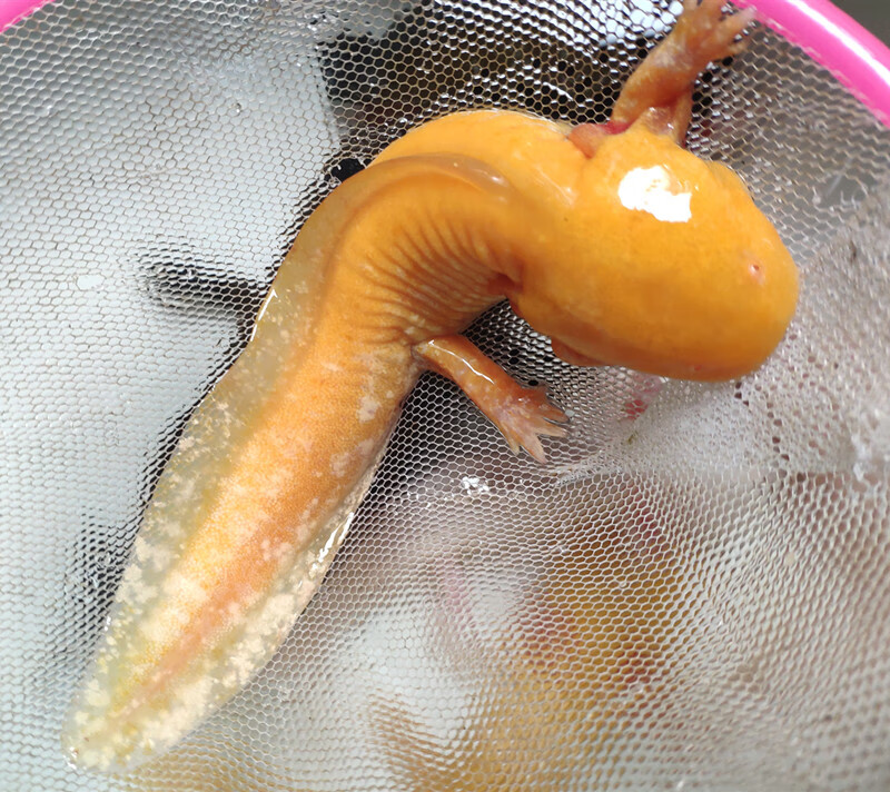 工匠头六角恐龙鱼淡水蝾螈冷水鱼观赏鱼金鱼宠物鱼锦鲤鱼水族爬行宠物