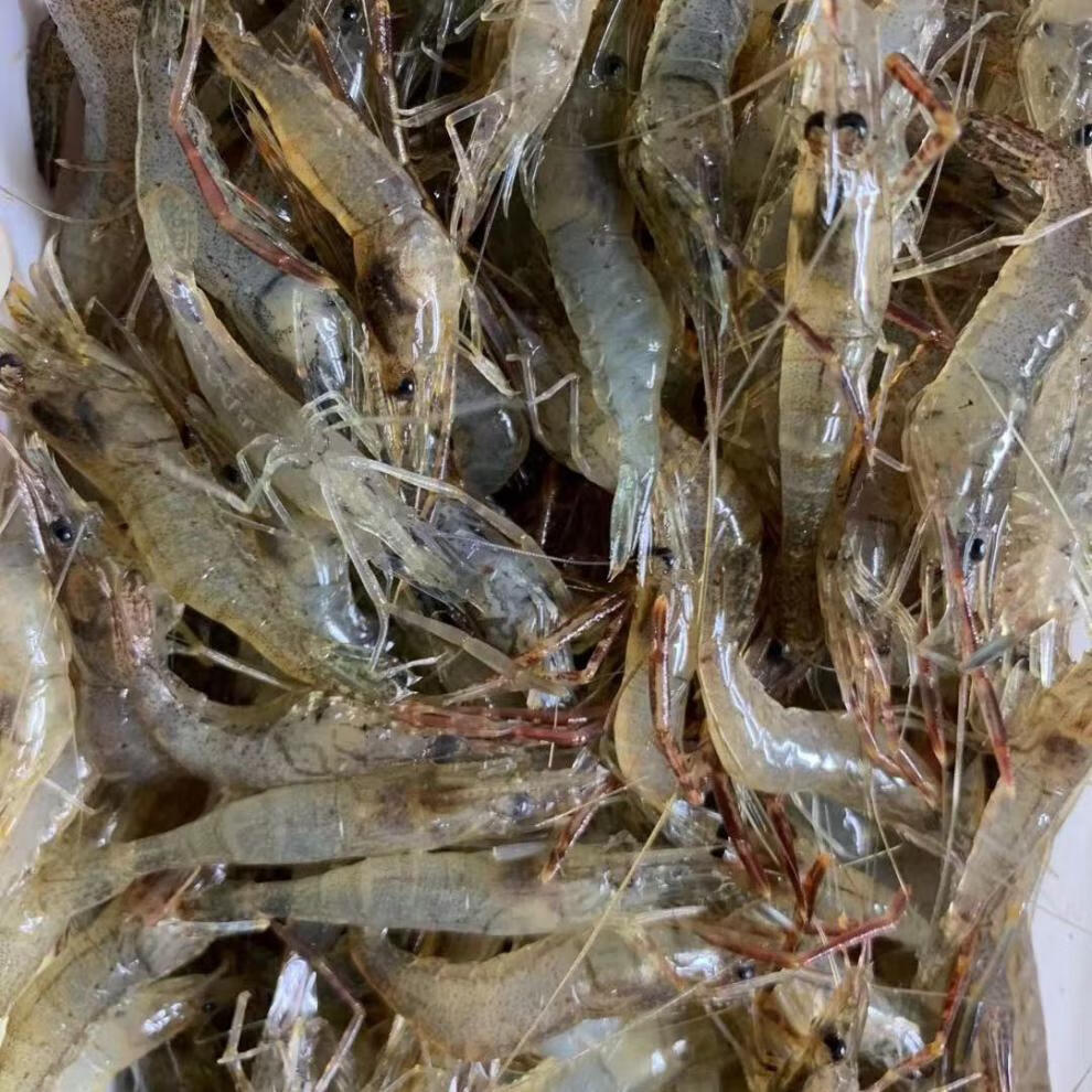 【当日捕捞】河虾淡水新鲜青虾水产急冻小草虾醉虾批发 臻鲜蓓 河虾3