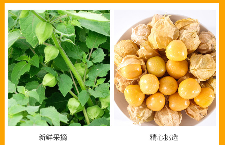 新鲜东北菇娘果应季水果灯笼果25斤装