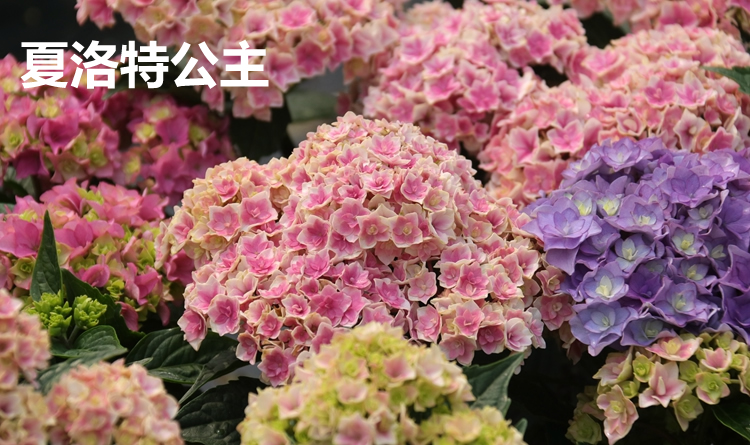 万华镜纱织小姐惠子摇摆乐太阳神殿卡米拉艾薇塔大花绣球八仙花艾薇塔