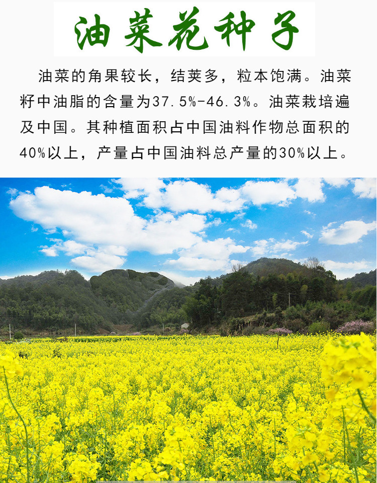 油菜花种子高产耐寒耐旱抗倒观赏食用高产早熟高出油多油菜花种籽