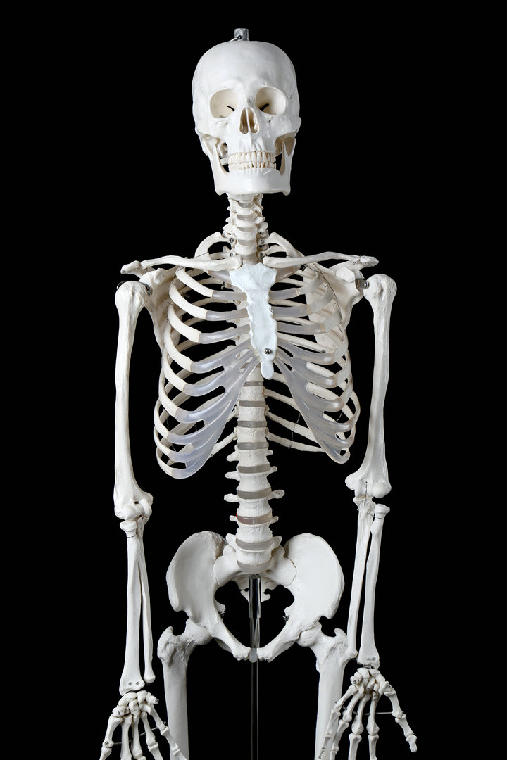 人体骨架模型示意图图片