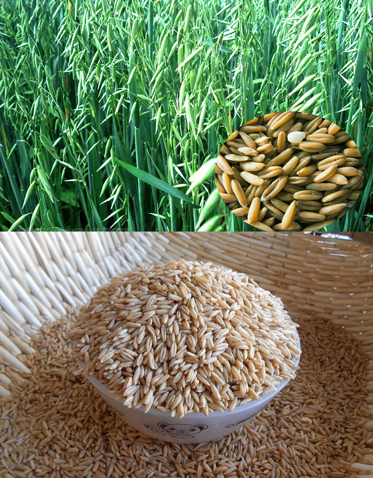 张家口坝上现磨莜面面粉莜麦面燕麦粉5斤装压面器