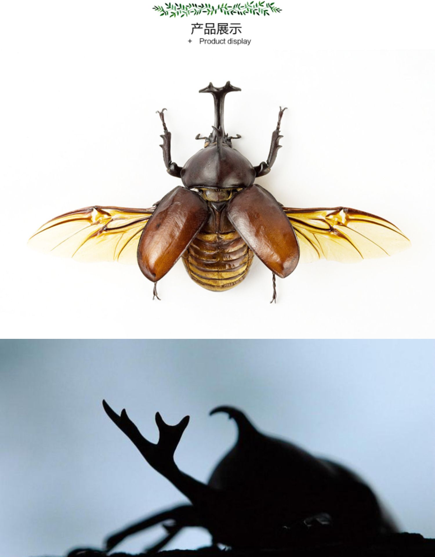 荣郁独角仙宠物甲虫幼虫活物爬虫巨型超大个体一公一母活体送新手套餐