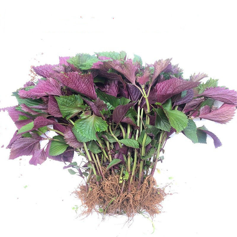 新鲜紫苏苗20株现挖盆栽紫苏叶提香 麦基乐 ems空运20颗紫苏苗【图片