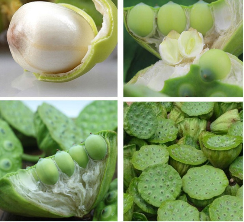 新上市烧菜煲汤新鲜老莲子现货现剥老莲蓬子 3斤【图