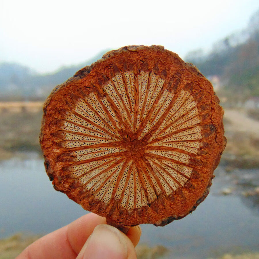 【亏本卖3天】【深山野大血藤】山区野生优脑血藤 脑血通片红藤大血通