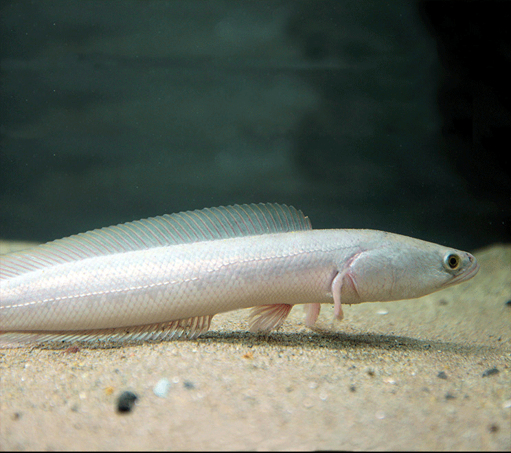 白甲雷龙白化黑鱼淡水观赏鱼大型冷水雷龙鱼热带凶猛鱼采缇(caiti)