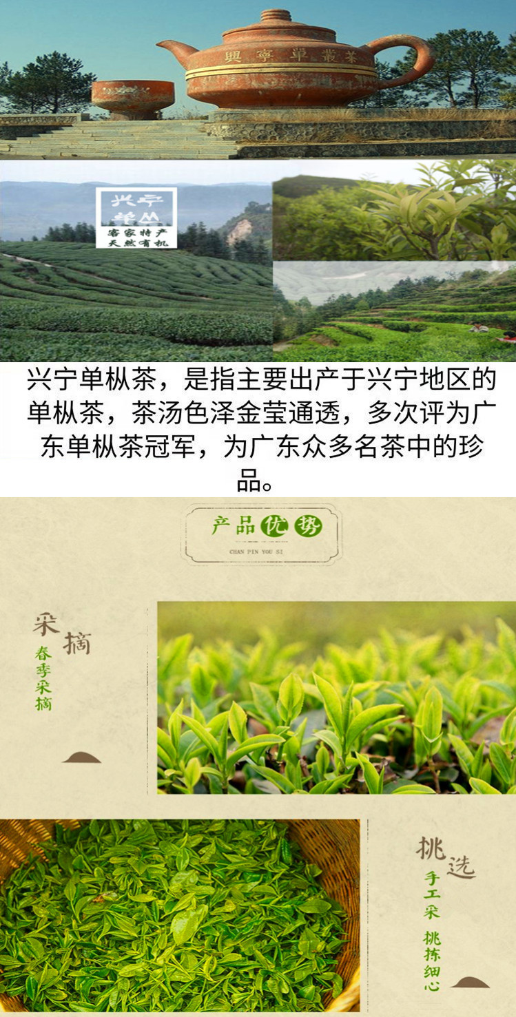 客家特产茶叶兴宁单枞 茶枞香回味甘梅州兴宁 单丛茶高山乌龙单从茶