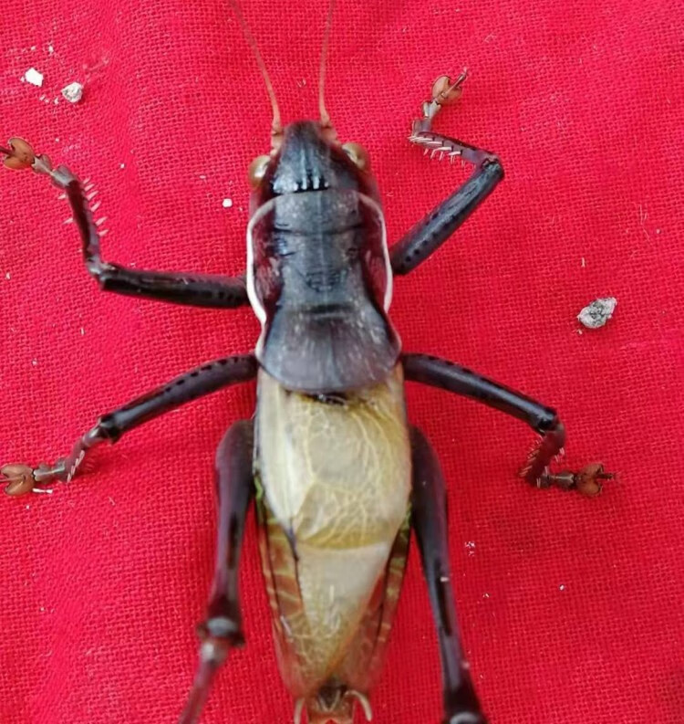 荣郁 新脱蝈蝈活体鸣虫平谷蝈蝈大炮筒野生巨型天津铁绿蝈蝈春叫罐