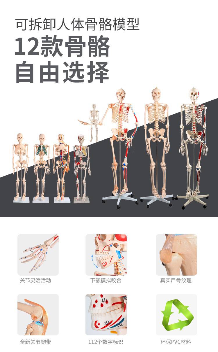 85cm180cm人体骨骼模型骨架可拆卸 人体脊柱模型仿真小白骷髅标本 85