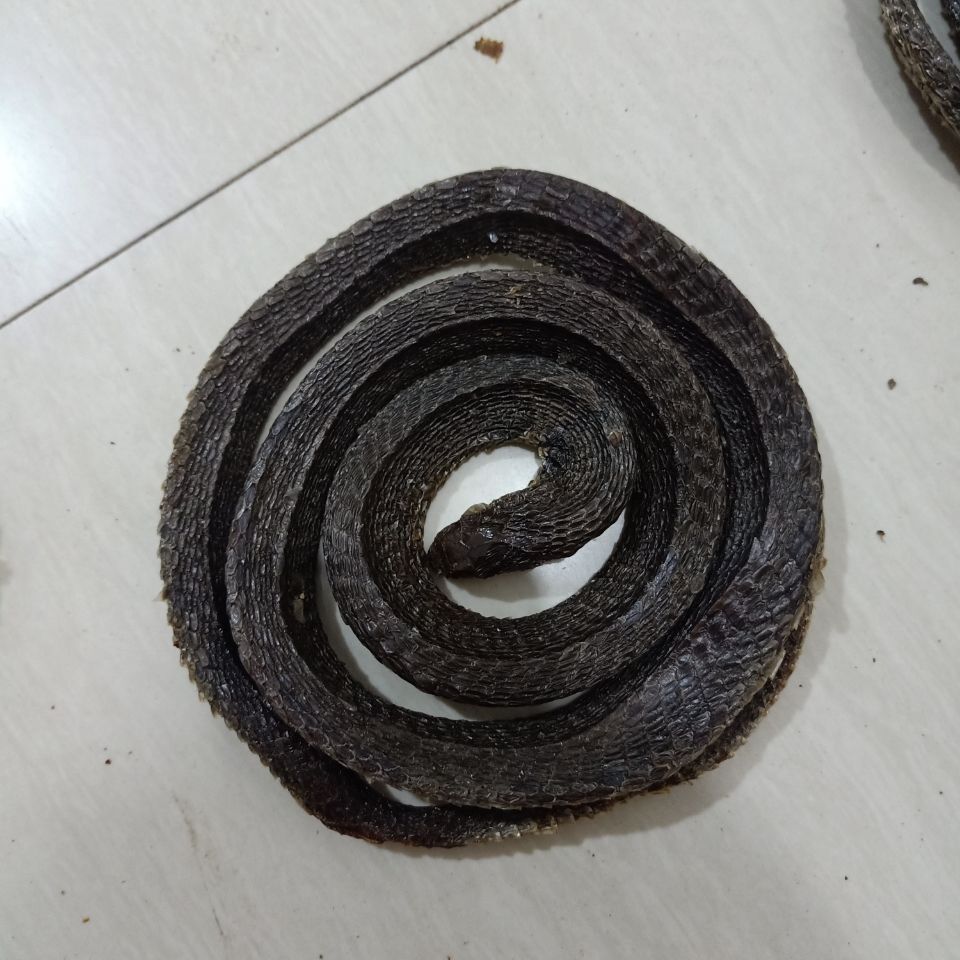 伟博乳腺结节中药中药材乌梢蛇四川乌梢蛇整盘乌蛇干泡酒类炙乌梢蛇