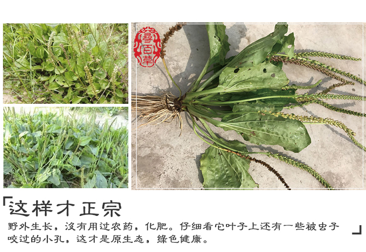 寻百草车前草干新鲜野生干货新货车轮草袋泡茶500g冲剂伊梵麦