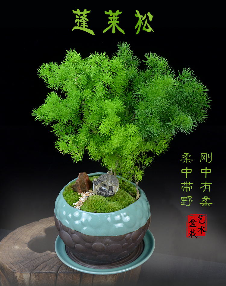蓬莱松盆景植物盆栽室内办公客厅生肖猴家庭绿植四季常青悠缘蓬莱松简