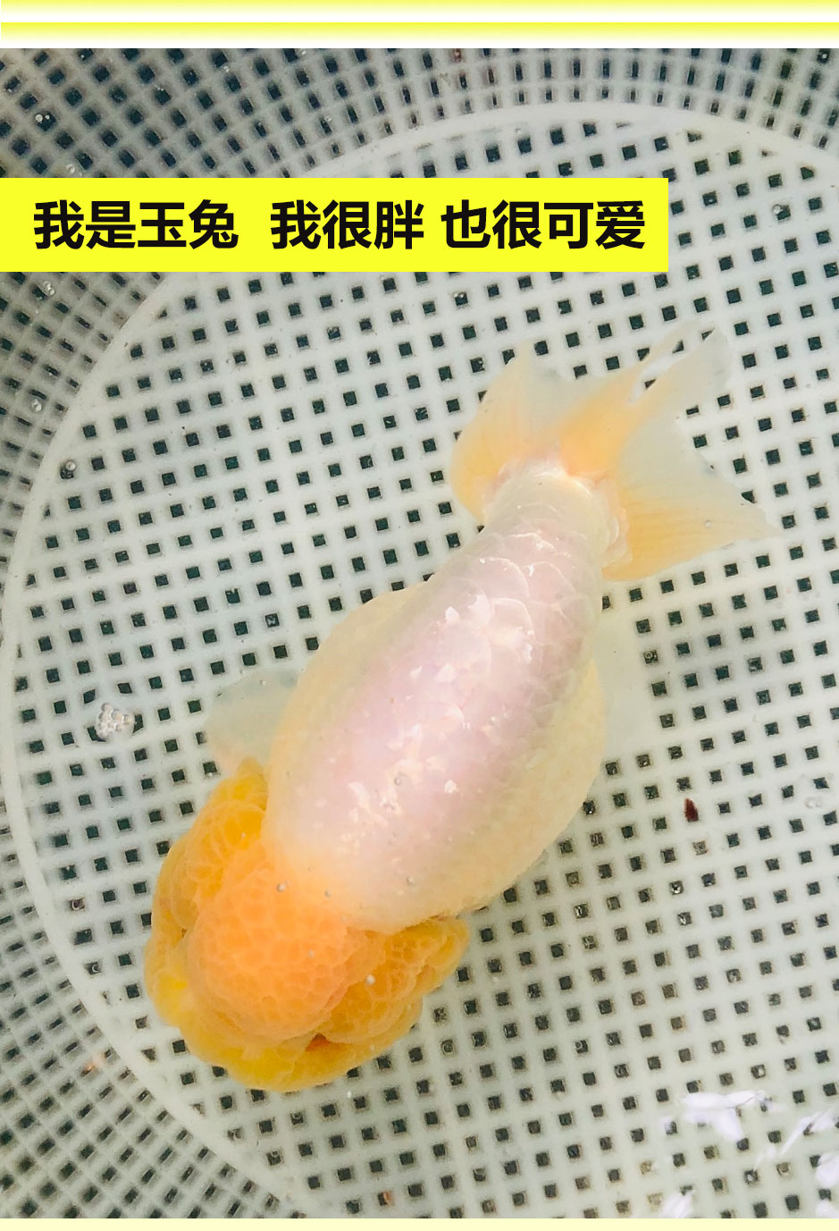 鱼苗精品奶牛纯种福州潘氏活鱼玉兔小尾苗子水墨练手观赏玉兔兰寿68cm