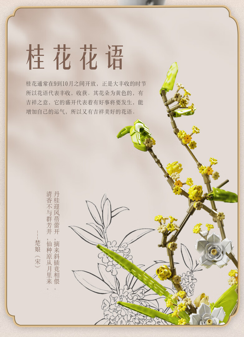 植物记录卡图片桂花图片