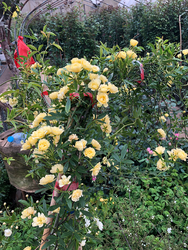 甜蜜红木香黄木香花苗爬藤植物盆栽庭院花卉d7 黄木