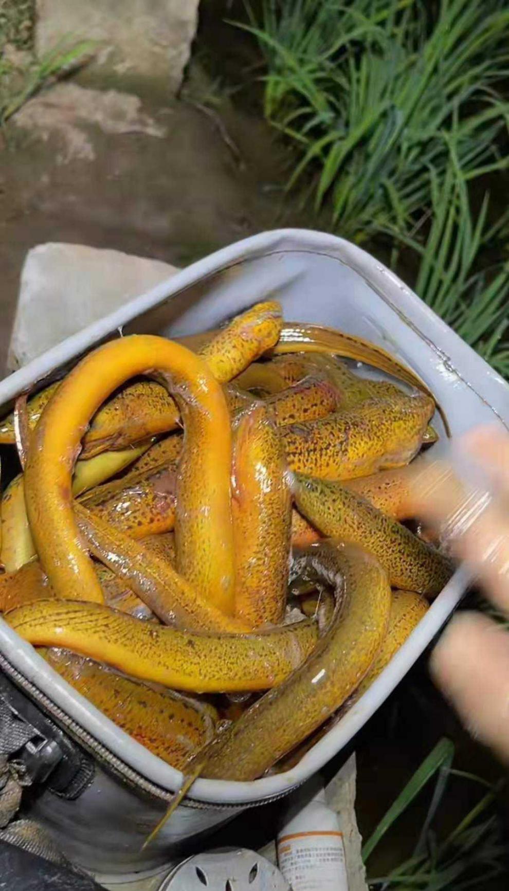 鳝大娃开口剂鳝鱼王诱食剂狂钓鱼钓黄鳝鱼龙虾笼引鱼入户诱鱼食腥 引