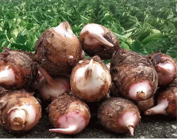 贝娇芬 正宗广西天等红芽新鲜小芋头红嘴农家自种现挖软粘糯香甜小毛