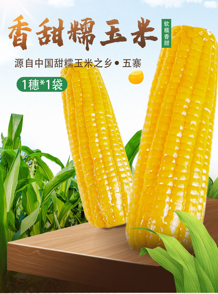 21年新鲜黄糯玉米棒8根10根真空东北粘糯玉米甜糯玉米批发黏苞米黄糯