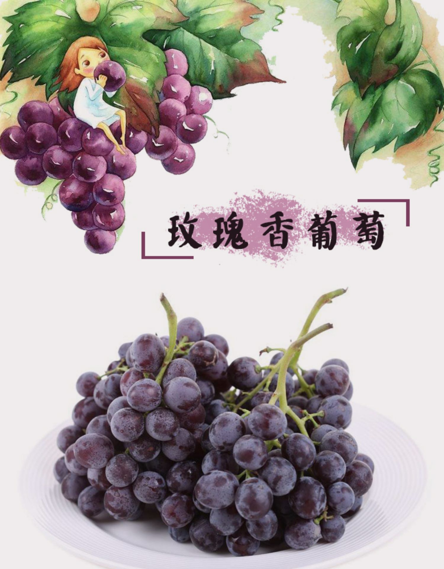 天津汉沽茶淀玫瑰香葡萄新鲜孕妇水果果园现摘净重4斤