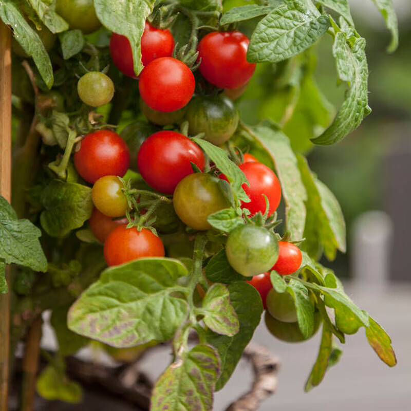 唐扣 特殊商品  小番茄种子 2包种子+2包肥料+4个育苗盆