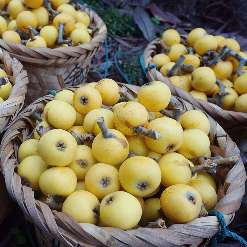 fghgf预售苏州东山白玉枇杷白沙枇杷新鲜大果超甜水果青种枇杷白玉