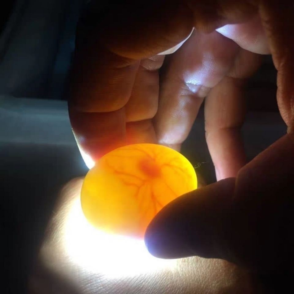 鸽子受精蛋白羽王种蛋可以孵化的鸽子蛋鸟蛋人工孵化破损包赔 元宝鸽
