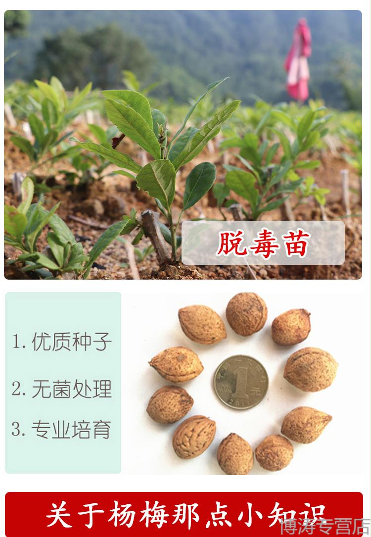 黑高峰杨梅(3年苗)包成活 81cm(含)-110cm(含)【图片 价格 品牌 报