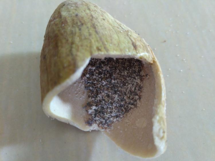 四川野生中药材五倍子四川野生肚倍 每份500g 可磨粉【图片 价格 品牌