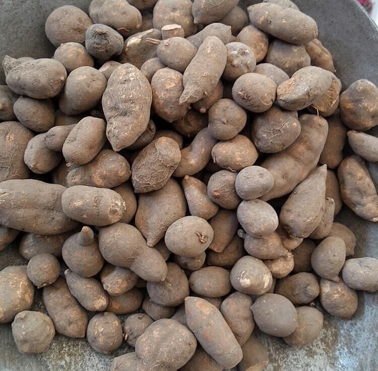 【亏本卖3天】浙江野生三叶青新鲜晒干中药材金线吊葫芦丝线吊金钟500